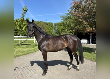 Koń westfalski, Klacz, 3 lat, 161 cm, Gniada