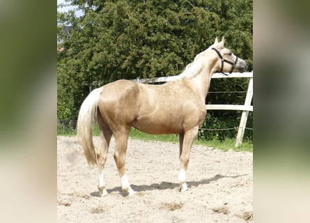 Koń westfalski, Klacz, 3 lat, 162 cm, Izabelowata