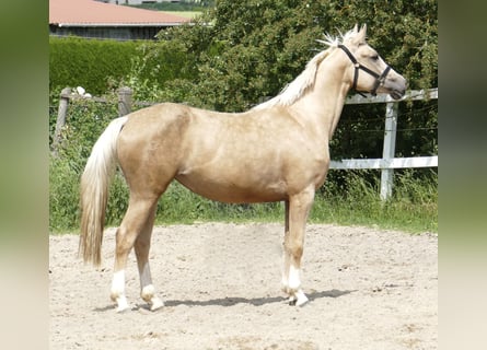 Koń westfalski, Klacz, 3 lat, 162 cm, Izabelowata