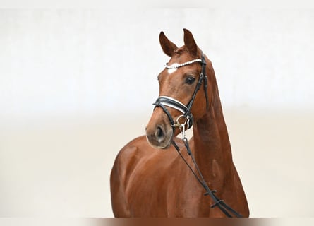 Koń westfalski, Klacz, 3 lat, 163 cm, Kasztanowata