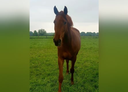 Koń westfalski, Klacz, 3 lat, 163 cm, Kasztanowata