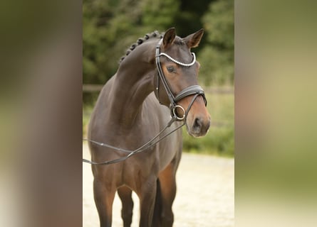 Koń westfalski, Klacz, 3 lat, 164 cm, Ciemnogniada