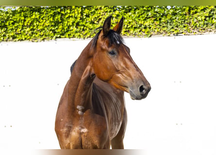 Koń westfalski, Klacz, 3 lat, 164 cm, Gniada
