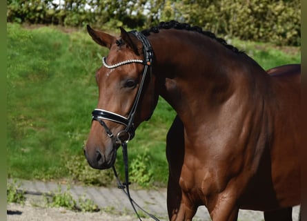 Koń westfalski, Klacz, 3 lat, 164 cm, Gniada