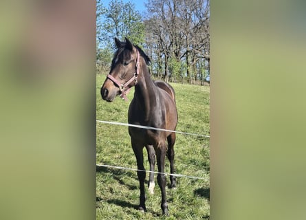 Koń westfalski, Klacz, 3 lat, 164 cm, Gniada