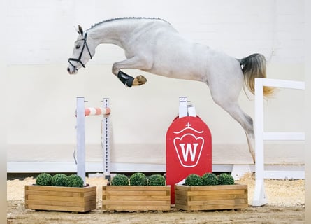 Koń westfalski, Klacz, 3 lat, 164 cm, Siwa