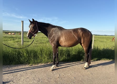 Koń westfalski, Klacz, 3 lat, 165 cm, Ciemnogniada