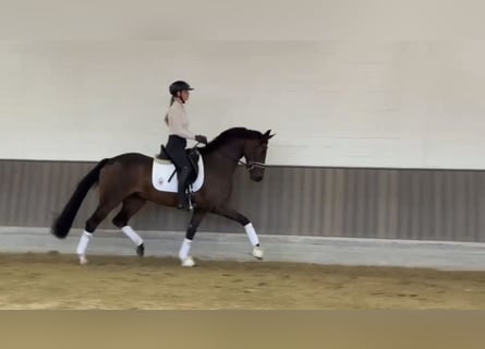 Koń westfalski, Klacz, 3 lat, 165 cm, Ciemnogniada