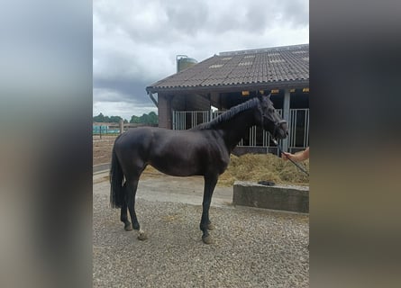 Koń westfalski, Klacz, 3 lat, 165 cm, Skarogniada