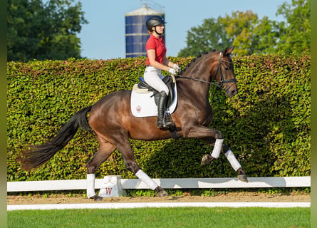 Koń westfalski, Klacz, 3 lat, 166 cm, Ciemnogniada