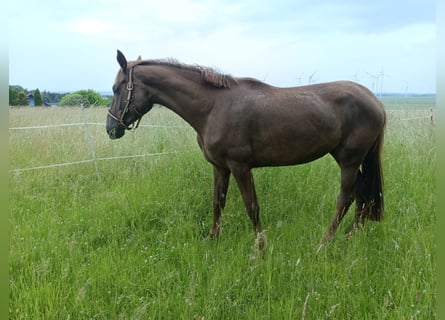 Koń westfalski, Klacz, 3 lat, 166 cm, Ciemnokasztanowata
