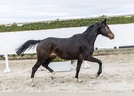 Koń westfalski, Klacz, 3 lat, 166 cm, Gniada