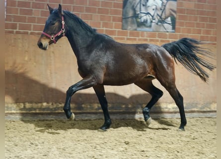 Koń westfalski, Klacz, 3 lat, 166 cm, Gniada