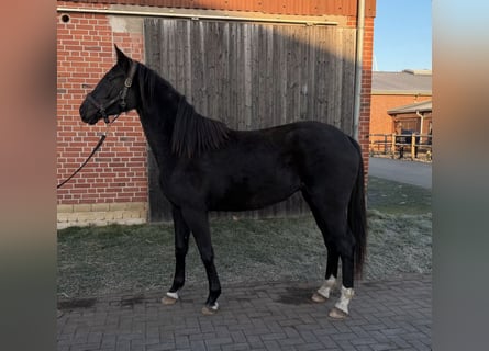 Koń westfalski, Klacz, 3 lat, 166 cm, Skarogniada