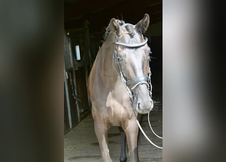 Koń westfalski, Klacz, 3 lat, 167 cm, Kara