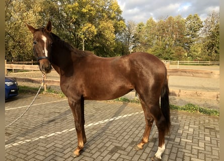 Koń westfalski, Klacz, 3 lat, 168 cm, Ciemnokasztanowata