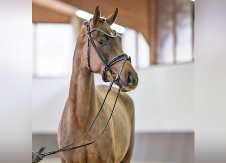 Koń westfalski, Klacz, 3 lat, 169 cm, Kasztanowata