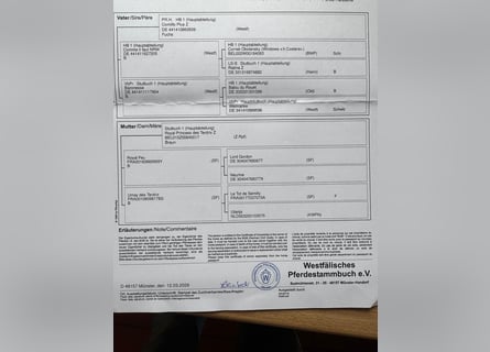 Koń westfalski, Klacz, 3 lat, 170 cm, Ciemnogniada
