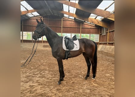 Koń westfalski, Klacz, 3 lat, 170 cm, Ciemnogniada