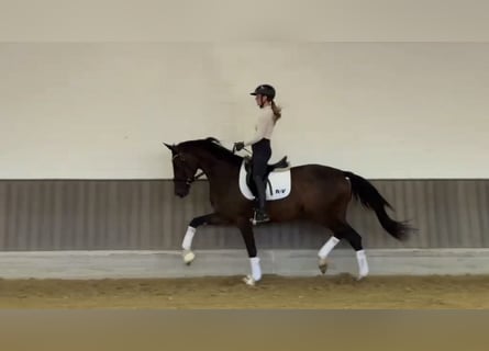 Koń westfalski, Klacz, 3 lat, 170 cm, Ciemnogniada