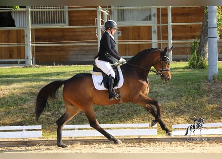 Koń westfalski, Klacz, 3 lat, 170 cm, Gniada