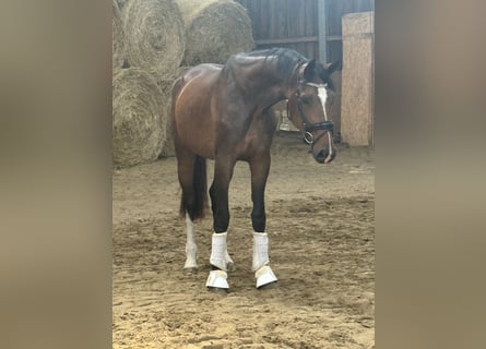 Koń westfalski, Klacz, 3 lat, 170 cm, Gniada