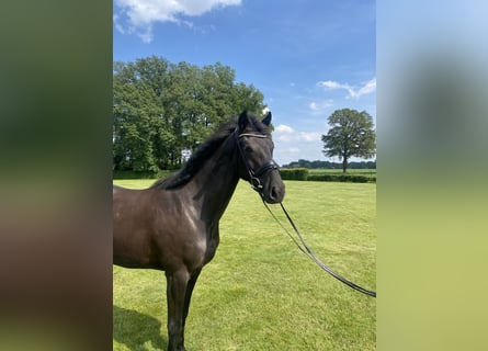 Koń westfalski, Klacz, 3 lat, 170 cm, Kara