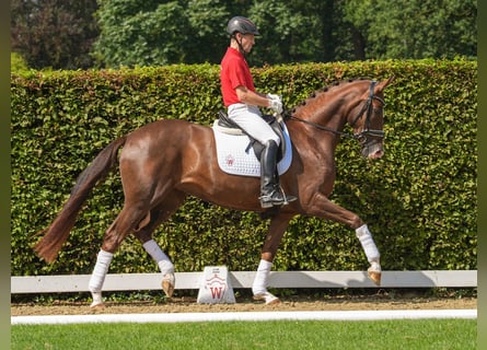 Koń westfalski, Klacz, 3 lat, 171 cm, Ciemnokasztanowata