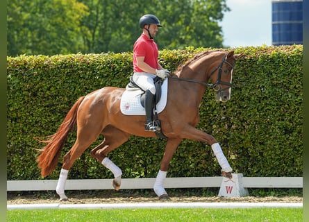 Koń westfalski, Klacz, 3 lat, 171 cm, Ciemnokasztanowata