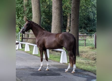 Koń westfalski, Klacz, 3 lat, 171 cm, Ciemnokasztanowata