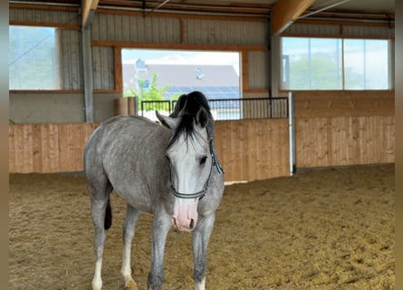 Koń westfalski, Klacz, 3 lat, Siwa jabłkowita