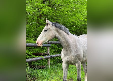 Koń westfalski, Klacz, 3 lat, Siwa