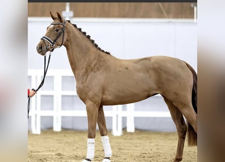 Koń westfalski, Klacz, 4 lat, 155 cm, Ciemnokasztanowata