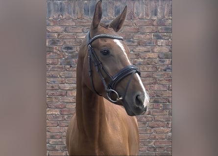 Koń westfalski, Klacz, 4 lat, 160 cm, Ciemnokasztanowata