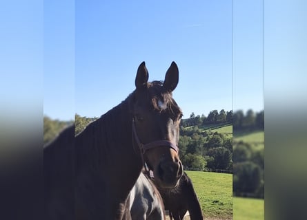 Koń westfalski, Klacz, 4 lat, 160 cm, Gniada
