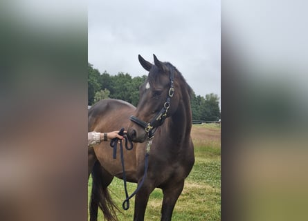 Koń westfalski, Klacz, 4 lat, 160 cm, Gniada