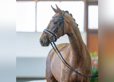 Koń westfalski, Klacz, 4 lat, 162 cm, Ciemnokasztanowata