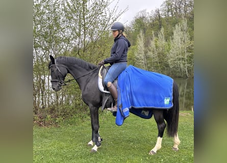 Koń westfalski, Klacz, 4 lat, 162 cm, Kara