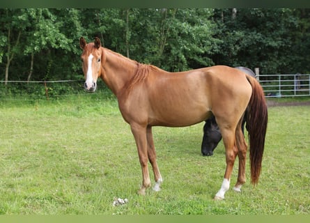 Koń westfalski, Klacz, 4 lat, 162 cm, Kasztanowata