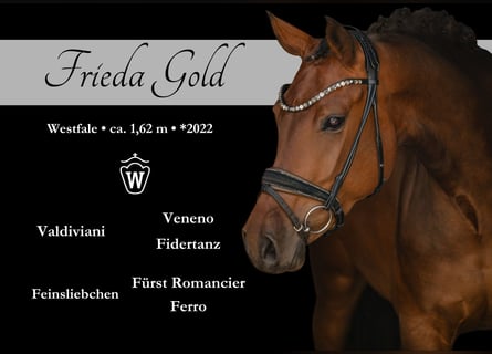 Koń westfalski, Klacz, 4 lat, 163 cm, Formy Brown Falb