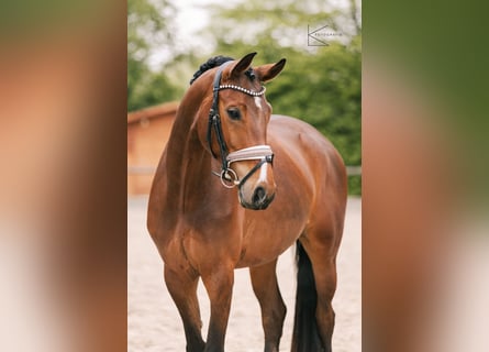 Koń westfalski, Klacz, 4 lat, 164 cm, Gniada