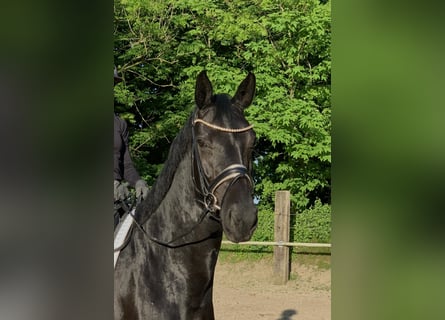 Koń westfalski, Klacz, 4 lat, 164 cm, Kara