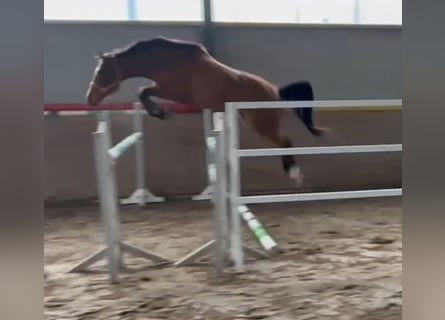 Koń westfalski, Klacz, 4 lat, 165 cm, Gniada