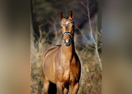 Koń westfalski, Klacz, 4 lat, 165 cm, Gniada