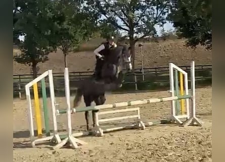 Koń westfalski, Klacz, 4 lat, 165 cm, Siwa jabłkowita