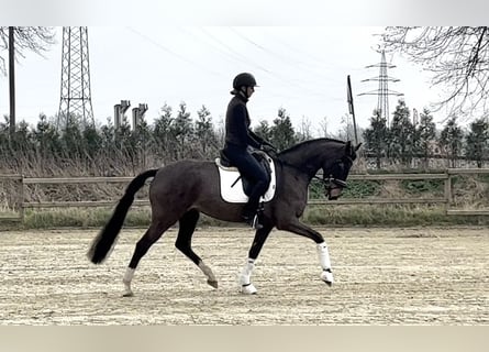 Koń westfalski, Klacz, 4 lat, 167 cm, Ciemnogniada