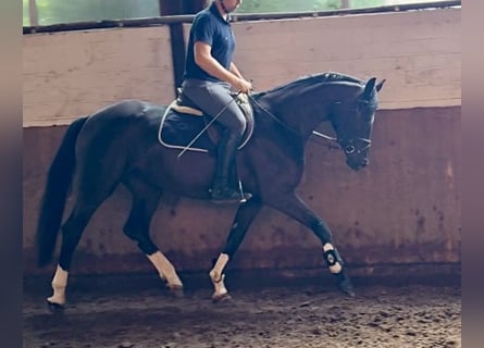 Koń westfalski, Klacz, 4 lat, 167 cm, Kara