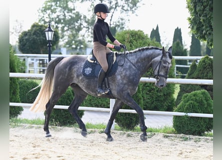 Koń westfalski, Klacz, 4 lat, 167 cm, Siwa jabłkowita