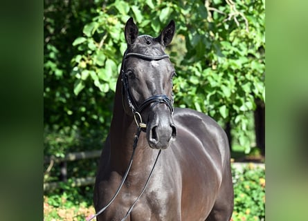 Koń westfalski, Klacz, 4 lat, 167 cm, Skarogniada