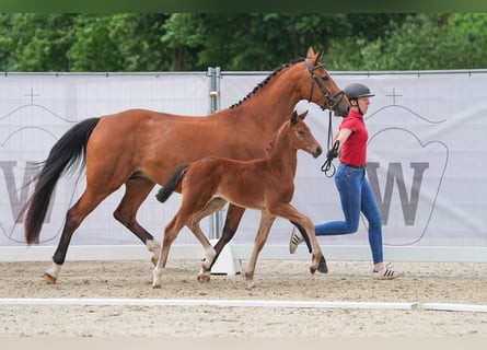 Koń westfalski, Klacz, 4 lat, 169 cm, Gniada